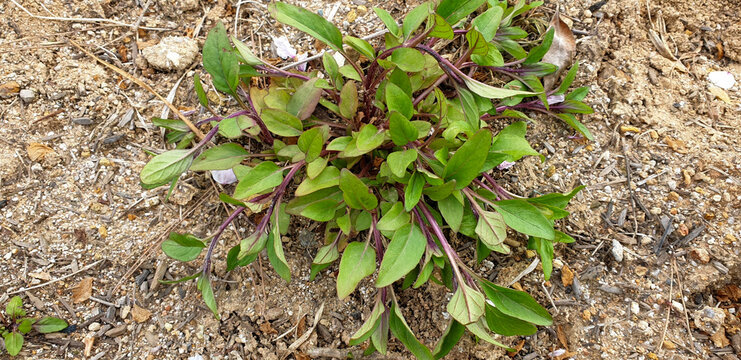 Prunella vulgaris var lilacina Self heal Plant Korea