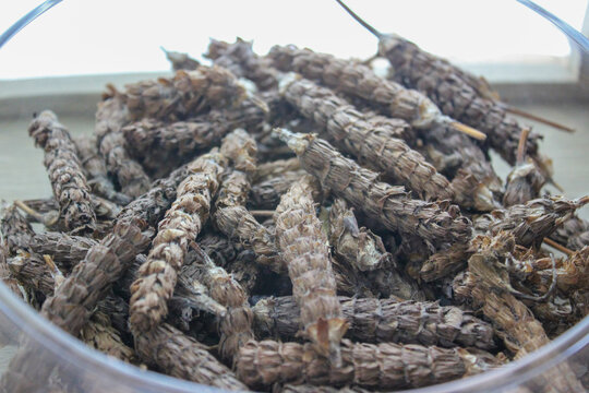 Prunella vulgaris is known as Hagocho in Korea used as a medicinal herb. The dried flower clusters are harvested for herbal pharmacy and natural remedy resources in field sites.