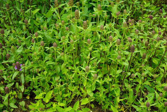 Prunella vulgaris is known as Hagocho in Korea used as a medicinal herb. The dried flower clusters are harvested for herbal pharmacy and natural remedy resources in field sites.