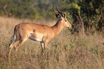Obraz premium Schwarzfersenantilope / Impala / Aepyceros melampus