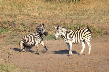Obraz premium Steppenzebra / Burchell's zebra / Equus quagga burchellii