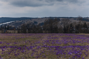 Fototapeta premium Beautiful blooming purple crocuses in a mountain meadow in the Tatra Mountains, Poland. Spring landscape with majestic peaks in the background.