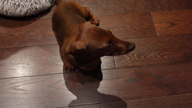 Frightened miniature dachshund barking nervously on hardwood floor, looking up with soulful eyes, dog bed visible in background
