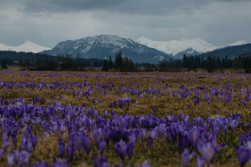 Fototapeta premium Beautiful blooming purple crocuses in a mountain meadow in the Tatra Mountains, Poland. Spring landscape with majestic peaks in the background.