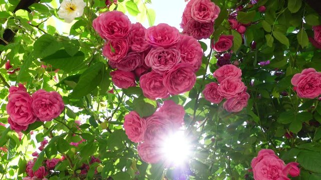View from below of a garden of pink roses in full bloom, with vibrant petals and fresh green leaves against the sunlight and a clear blue sky