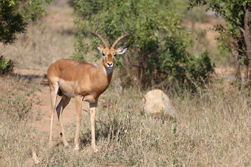 Naklejka premium Schwarzfersenantilope / Impala / Aepyceros melampus