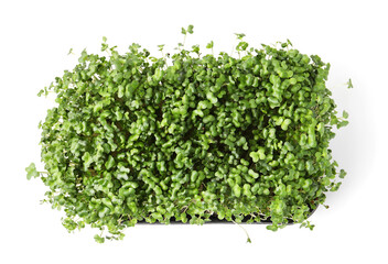 Obraz premium Fresh microgreens in container isolated on white, top view