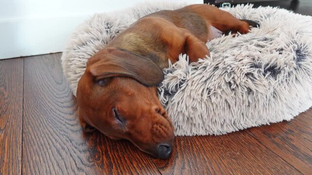 Brown dachshund puppy sleeping peacefully on a soft fluffy bed on a wooden floor at home, cozy and calm indoor scene
