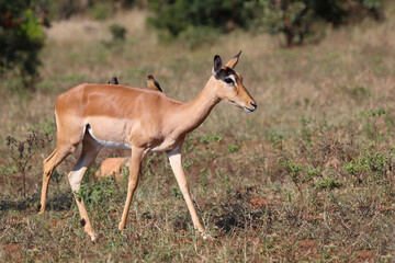 Fototapeta premium Schwarzfersenantilope / Impala / Aepyceros melampus