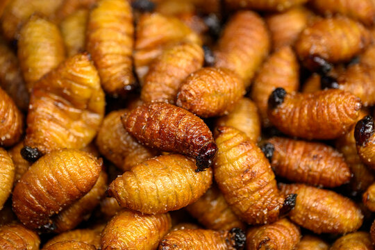 Extreme close-up of crispy fried sago worms (coconut worms), a traditional and protein-rich edible insect street food snack with a crunchy texture.