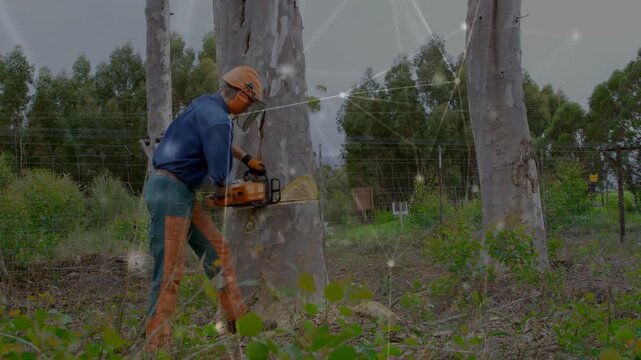 Operating arborist leaning and cutting at grove clearing, with chainsaw, orange hard hat, chaps