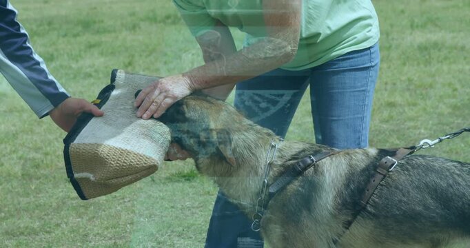 Handler offering jute sleeve starting K9 drill while trainer steadying sleeve dog holding lead taut