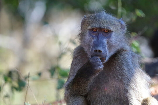 B&auml;renpavian / Chacma baboon / Papio ursinus