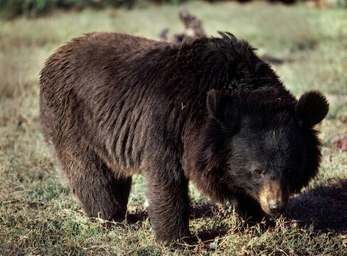 tibetan bear in the forest