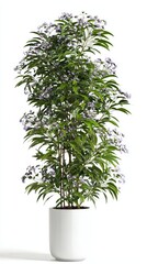 Fototapeta premium Flowering Plant in White Pot Isolated on White Background for Minimalist Home Decor