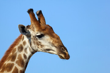 Obraz premium Giraffe / Giraffe / Giraffa camelopardalis