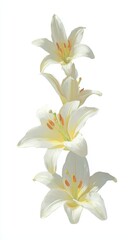Obraz premium White Lily Flowers Isolated on White Background for Elegant Wedding and Minimal Floral Design