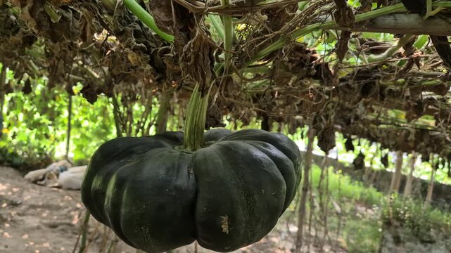 Green Pumpkin Hanging from Trellis in a Rural Farm of Bangladesh