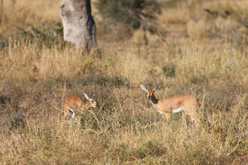 Fototapeta premium Afrikanischer Steinbock / Steenbok / Raphicerus campestris