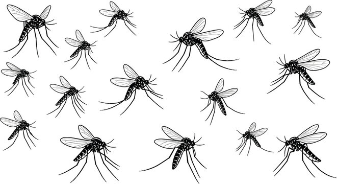 Mosquito insect vector illustration set with flying bugs, detailed wings, pest silhouettes and disease carrier collection isolated design