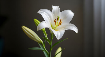 Obraz premium A beautiful white lily flower in full bloom with green leaves