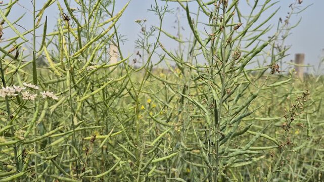 Fresh Mustard Pods Growing in a Field in Rural Bangladesh