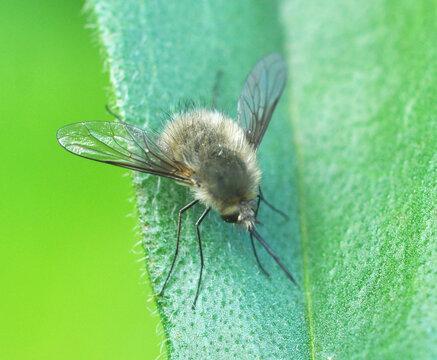 Large bee-fly (Bombylius major) in nature on a plant