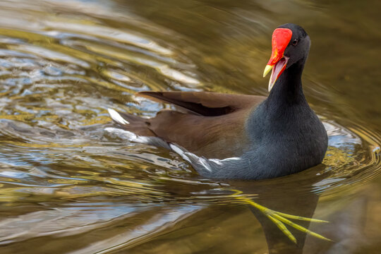 Gallinule swimming with open mouth