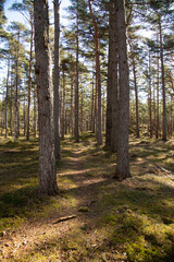 Obraz premium path in the forest