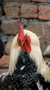 Rooster Red Comb Closeup - FHD Vertical Video