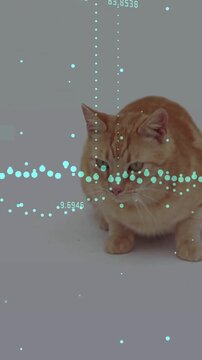 Vertical video: Tabby cat pawing during overlay appearing, numbers updating across screen for tech