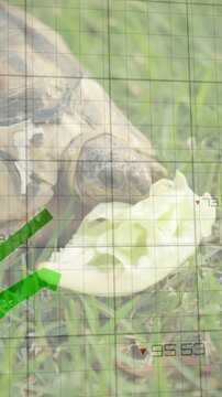 Vertical video: Turtle sensing lettuce nibbling leaf while grid rising, tracking bites for biology
