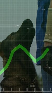 Vertical video: Large dog entering after handler cue, sniffing leg while green HUD graph moving