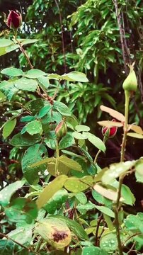 Fresh Red Rose Buds with Raindrops in a Lush Green Garden.