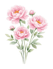Obraz premium PNG Delicate pink peony illustration