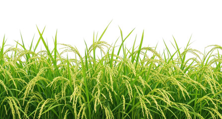 Plakat PNG Lush rice plants in field