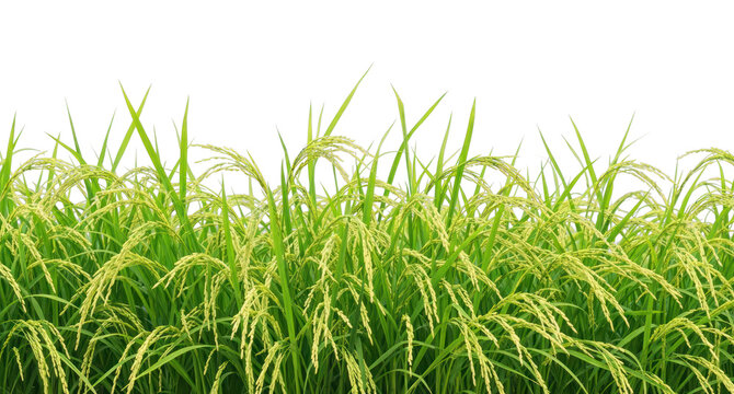 PNG Lush rice plants in field
