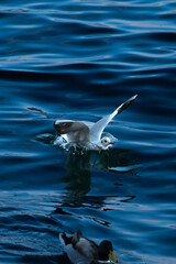 Obraz premium seagull in the sea