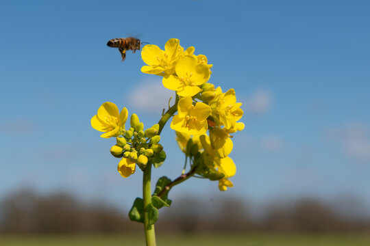 Honigbiene, die gerade Rapsbl&uuml;ten best&auml;ubt.