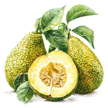 Breadfruit, clean semi-realistic fantasy style, soft magical glow, watercolor artwork, white backgroundv