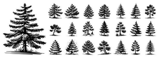 Fototapeta premium Conifer Trees Vector Illustration Set, Hand Drawn Pine Fir and Spruce Forest Evergreens in Engraving Style
