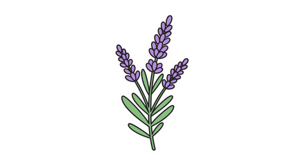 Lavender Flower Purple Plant Blossom. © Kas