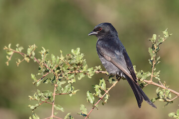 Obraz premium Gabelschwanzdrongo / Fork-tailed drongo / Dicrurus adsimilis