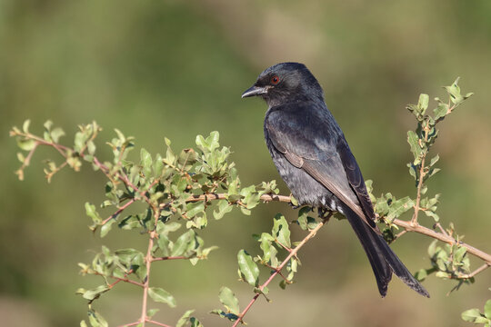 Gabelschwanzdrongo / Fork-tailed drongo / Dicrurus adsimilis