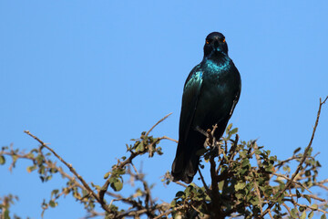 Obraz premium Rotschulter-Glanzstar/ Cape glossy starling or Red-shouldered glossy starling / Lamprotornis nitens