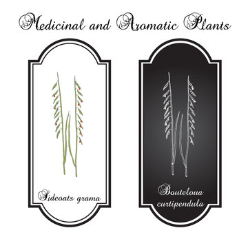 Sideoats grama (Bouteloua curtipendula), Official State Grass of Texas. Vector hand drawn botanical illustration