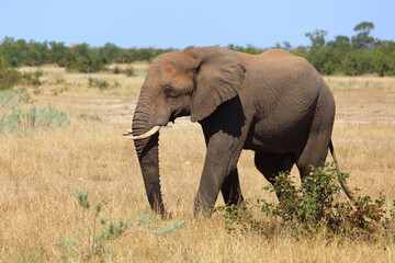 Fototapeta premium Afrikanischer Elefant / African elephant / Loxodonta africana