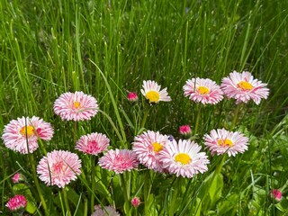 Bellis perennis lawn daisy flowers in the grass. © OLENA LIALINA