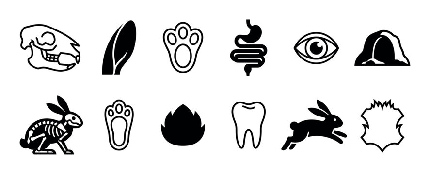Set of twelve black rabbit icons showing anatomy and lifestyle elements like the skull, skeleton, paw print, ear, tooth, fur, and burrow in a minimalist graphic style