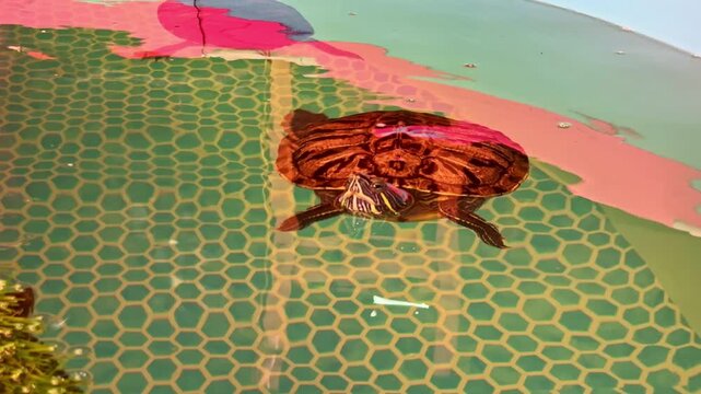 A turtle glides through clear water while colorful shapes and designs reflect off the surface. The vibrant setting showcases a unique aquarium scene.